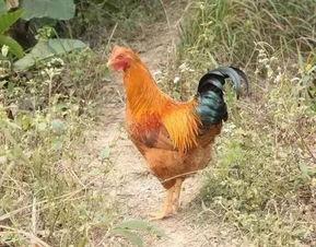 国产老鸡露脸视频,揭秘神秘幕后故事